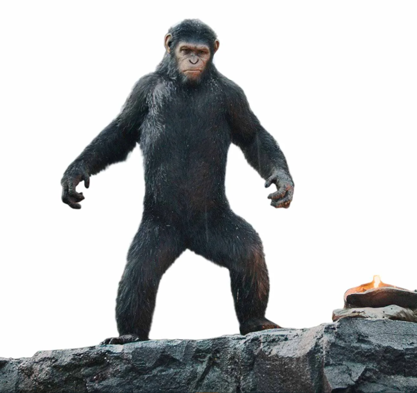 Monkey
