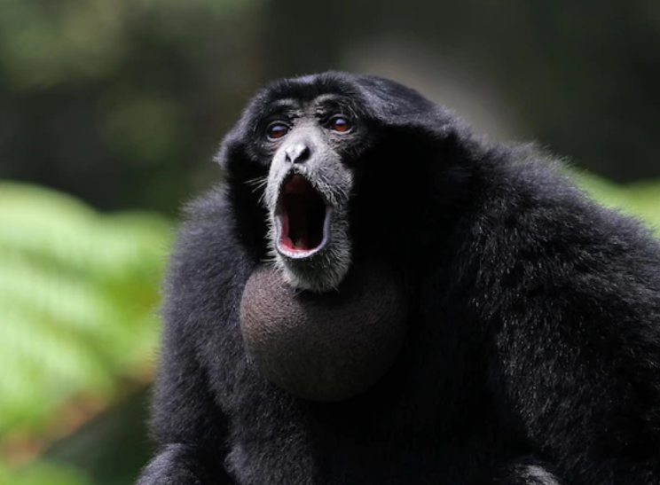 Monkey