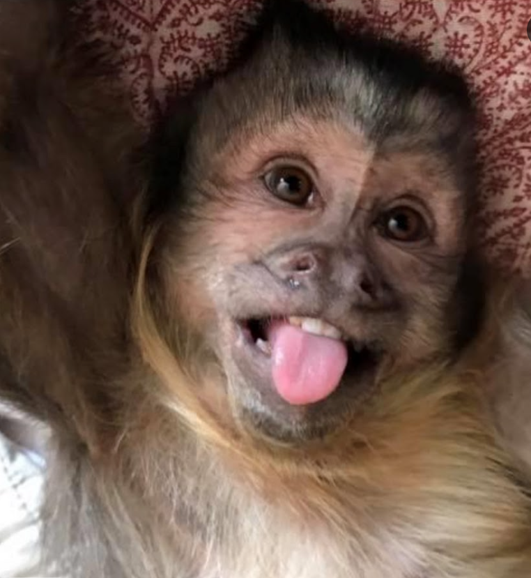 Monkey