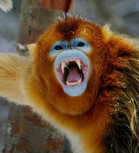 Monkey