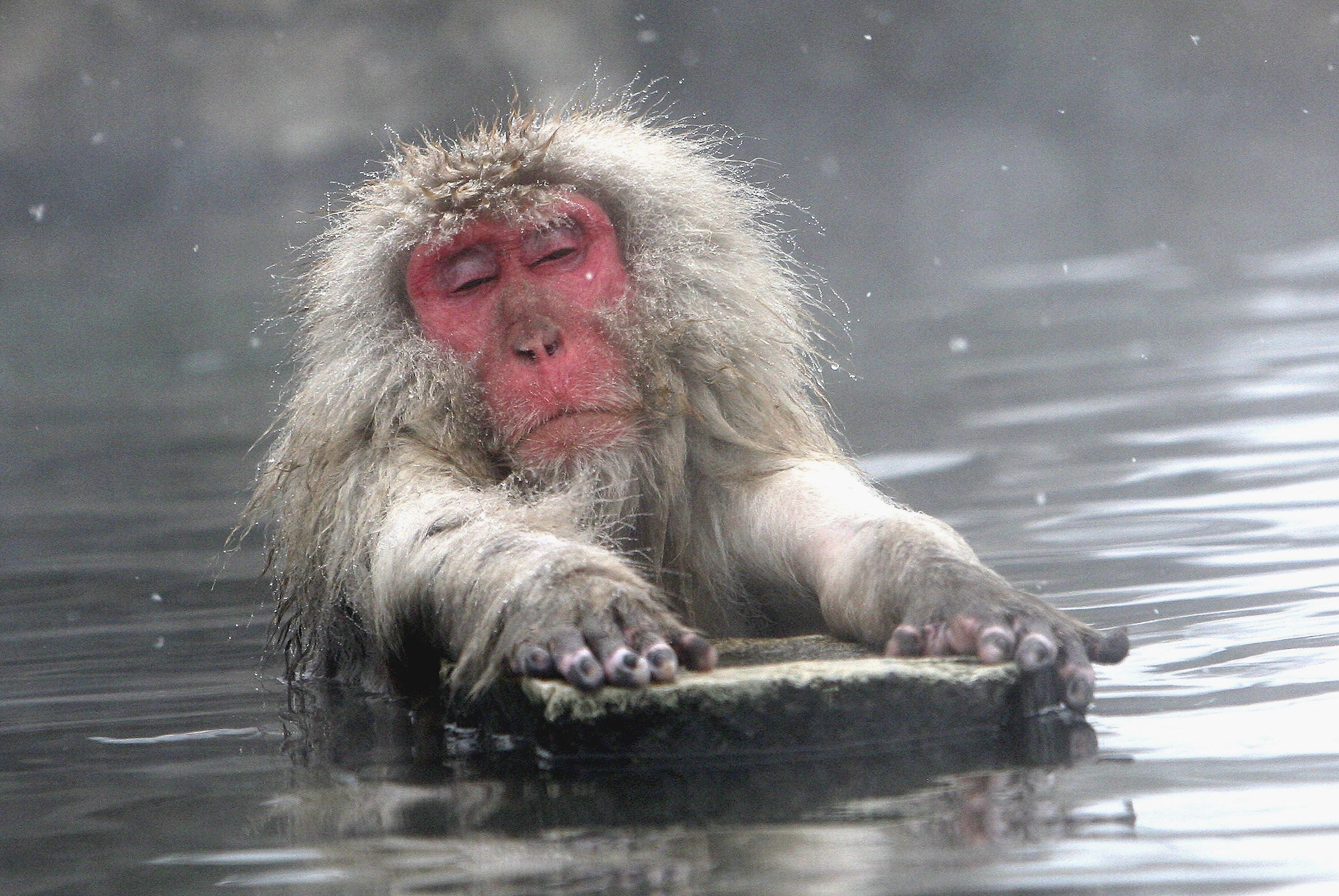 Monkey