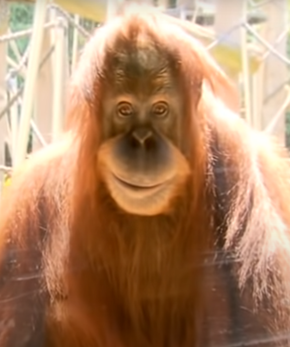 Monkey